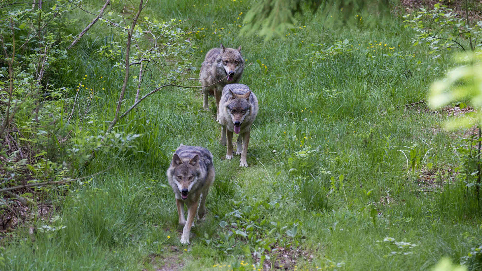 Woelfe, (Canis lupus), Nationalpark Bayerischer Wald. Foto: picture-alliance | dpa