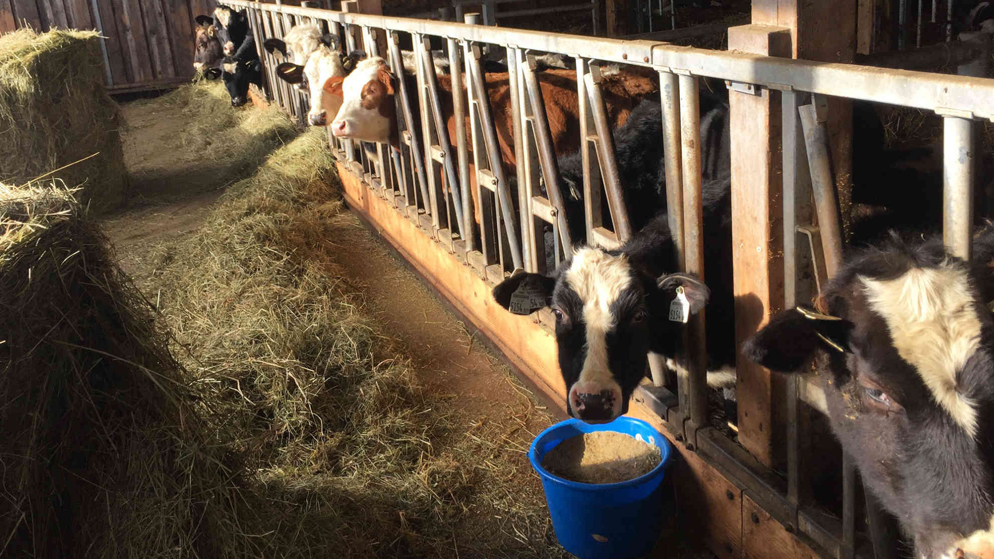 Seit drei Jahrhunderten ist der Hof von Biobauer Sebastian Herzog in Familienbesitz. Foto: BR | Clemens Verenkotte