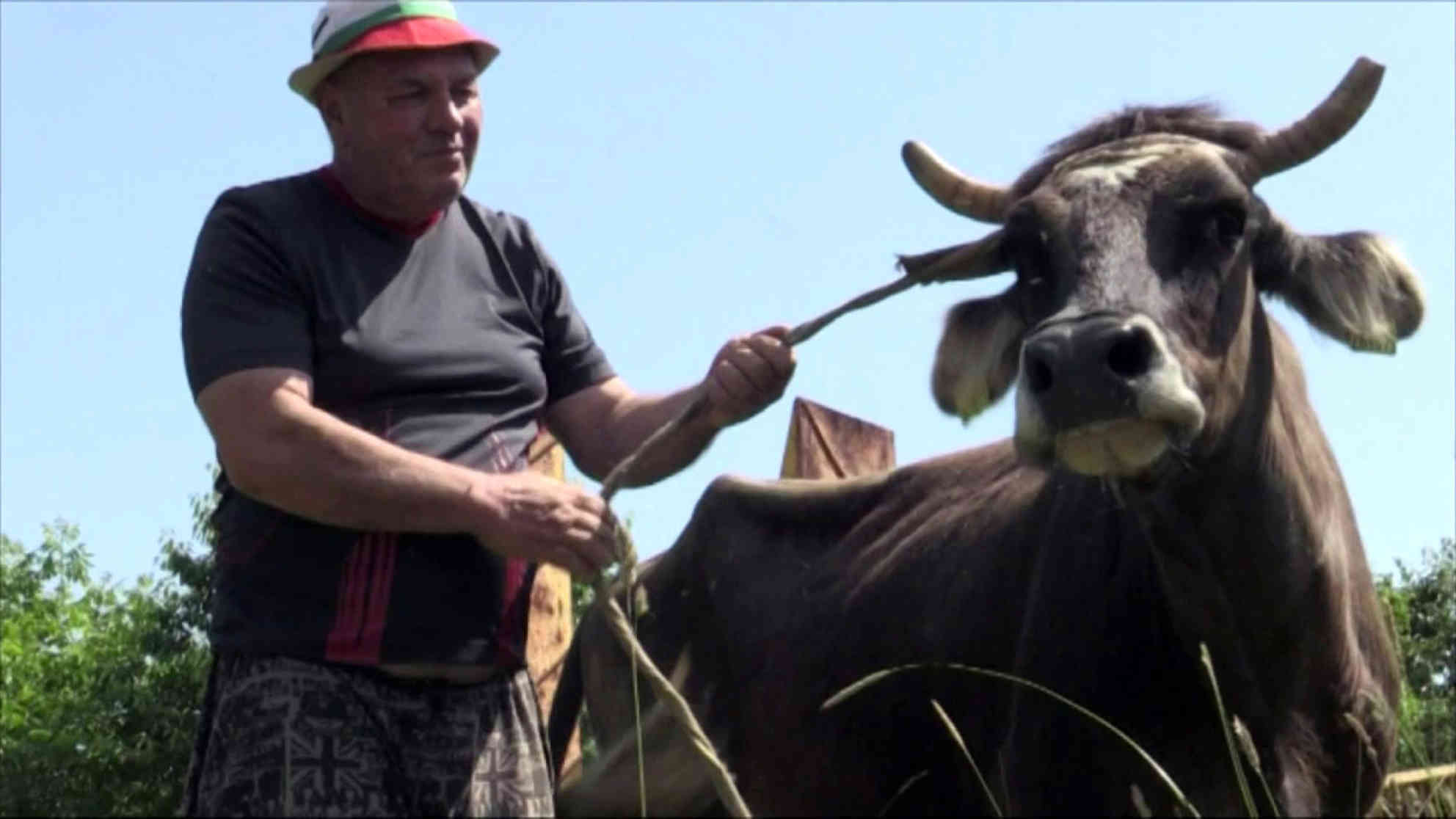 Penka mit ihrem Besitzer Iwan Charalampiew. Nach dem Willen der EU muss die Kuh getötet werden. Videostandbild: BGBNT - BALGARSKA NATIONALNA TELEVIZIJA