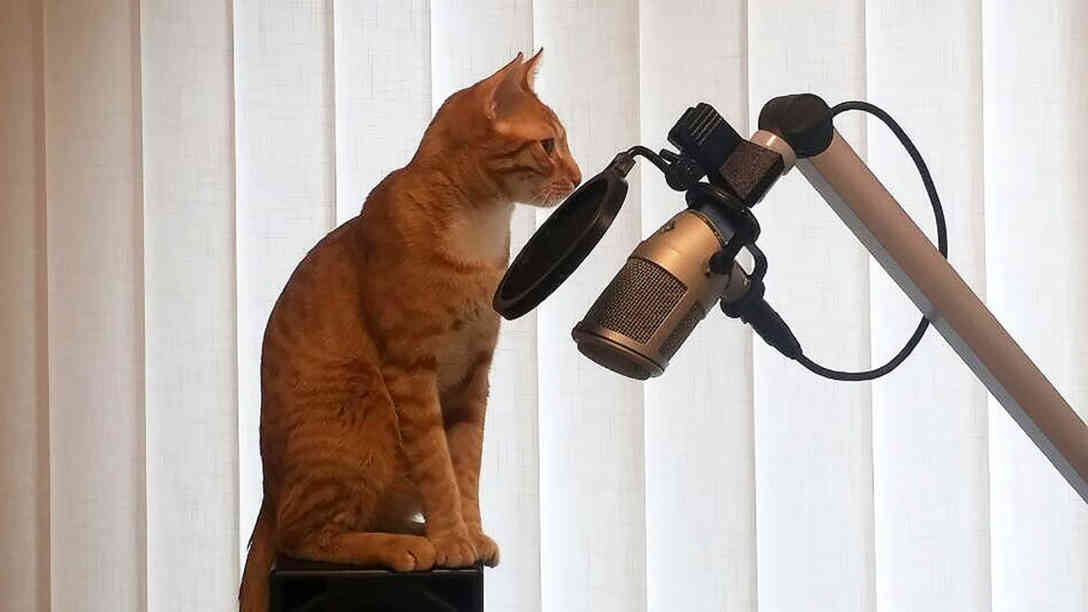 Kater Mako vor dem Mikro. Foto: BR | Zoran Ikonic