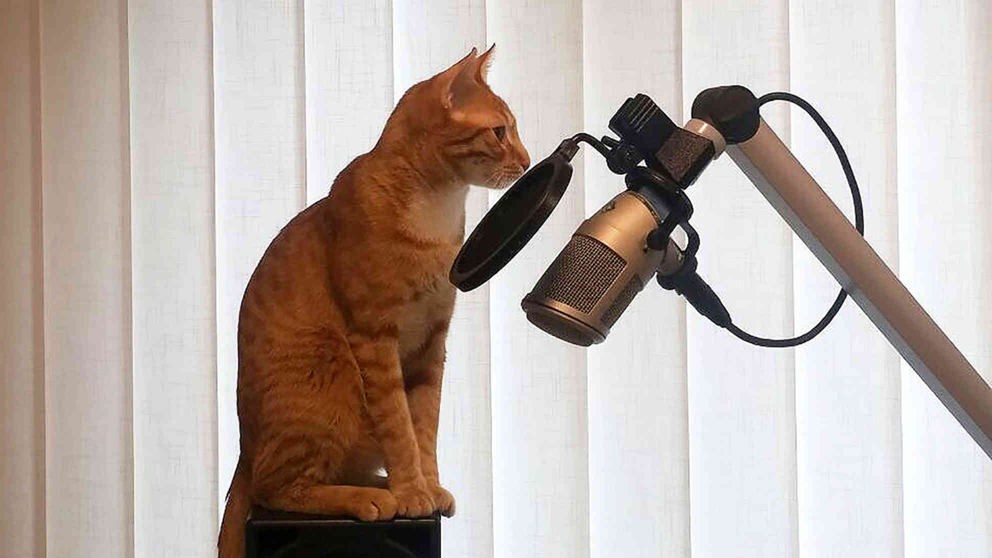 Kater Mako vor dem Mikro. Foto: BR | Zoran Ikonic