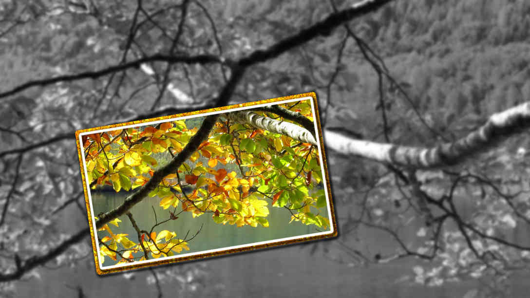 'Goldener' Herbsttag am Almsee im Salzkammergut. Foto: BR | Karin Straka