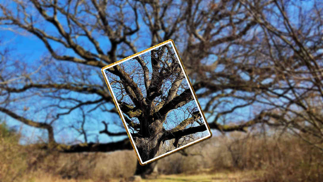 Der älteste Eichenbaum auf der Insel Krk ist über 20 Meter hoch, hat einen Stammumfang von 5,5 Metern und soll über 500 Jahre alt sein. Foto: BR | Gordan Godec