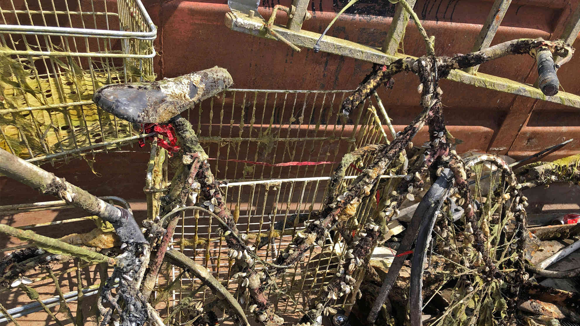 „Mir kehren zam“ – Wien setzt Zeichen gegen Müllverschmutzung: Nicht mehr wirklich funktionstüchtig: Verrostete Fährräder mit Muschelschmuck. Foto: BR | Vera Gasber