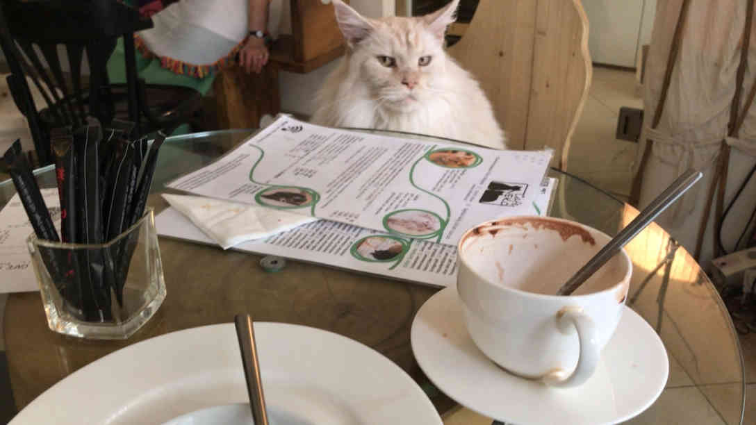 Mieze und Melange im Wiener Katzencafe. Foto: BR | Johannes Reichart