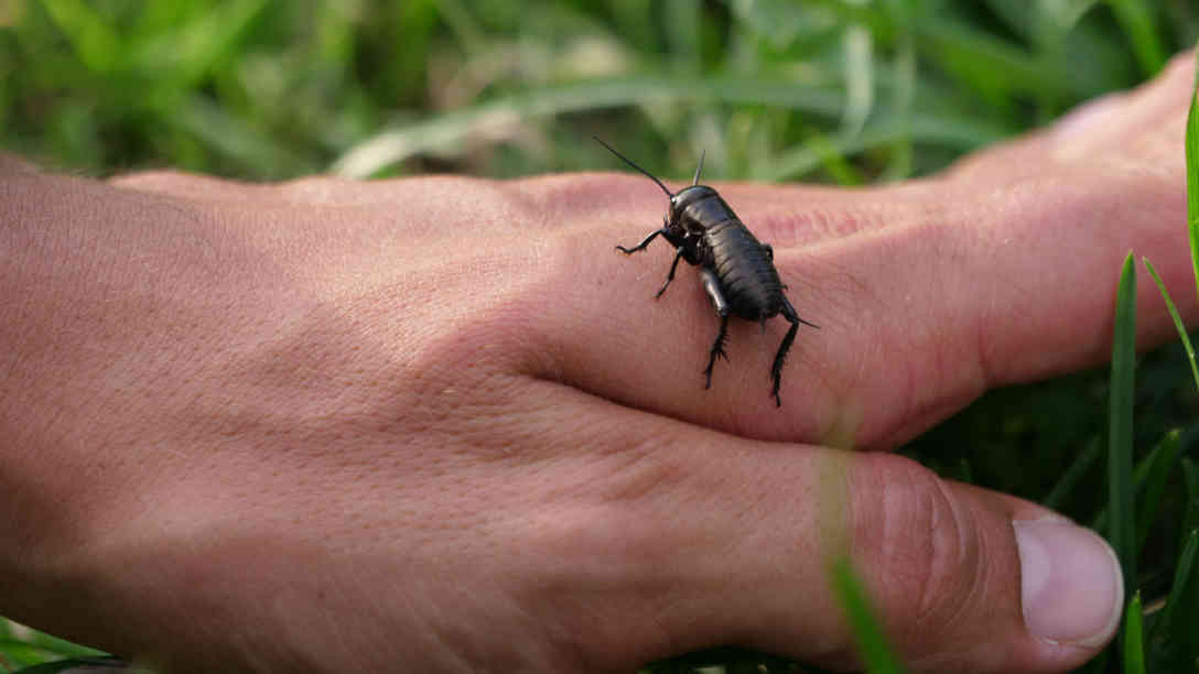 Grillen lassen sich in diesem Naturschutzgebiet ebenfalls beobachten. Foto: BR | Vera Gasber