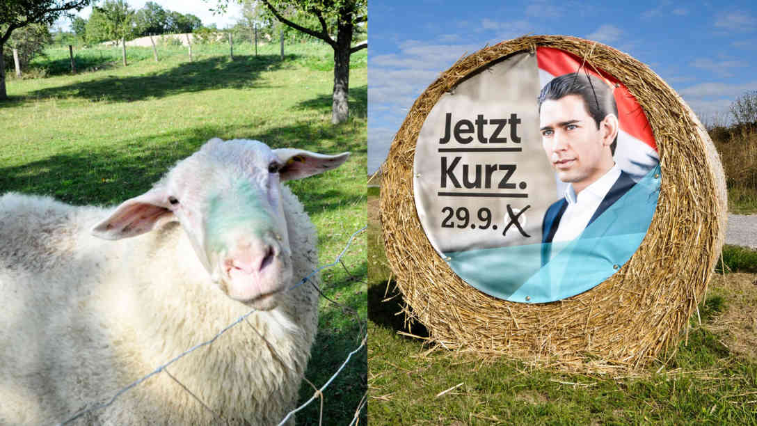 Der Schafbock wählt grün, sagt Maria Vogt (li.). Im ländlichen Niederösterreich wird für ÖVP-Spitzenkandidat und Ex-Kanzler Sebastian Kurz auf Feldern, Äckern und Strohballen geworben (re.). Fotomontage: BR | Karin Straka