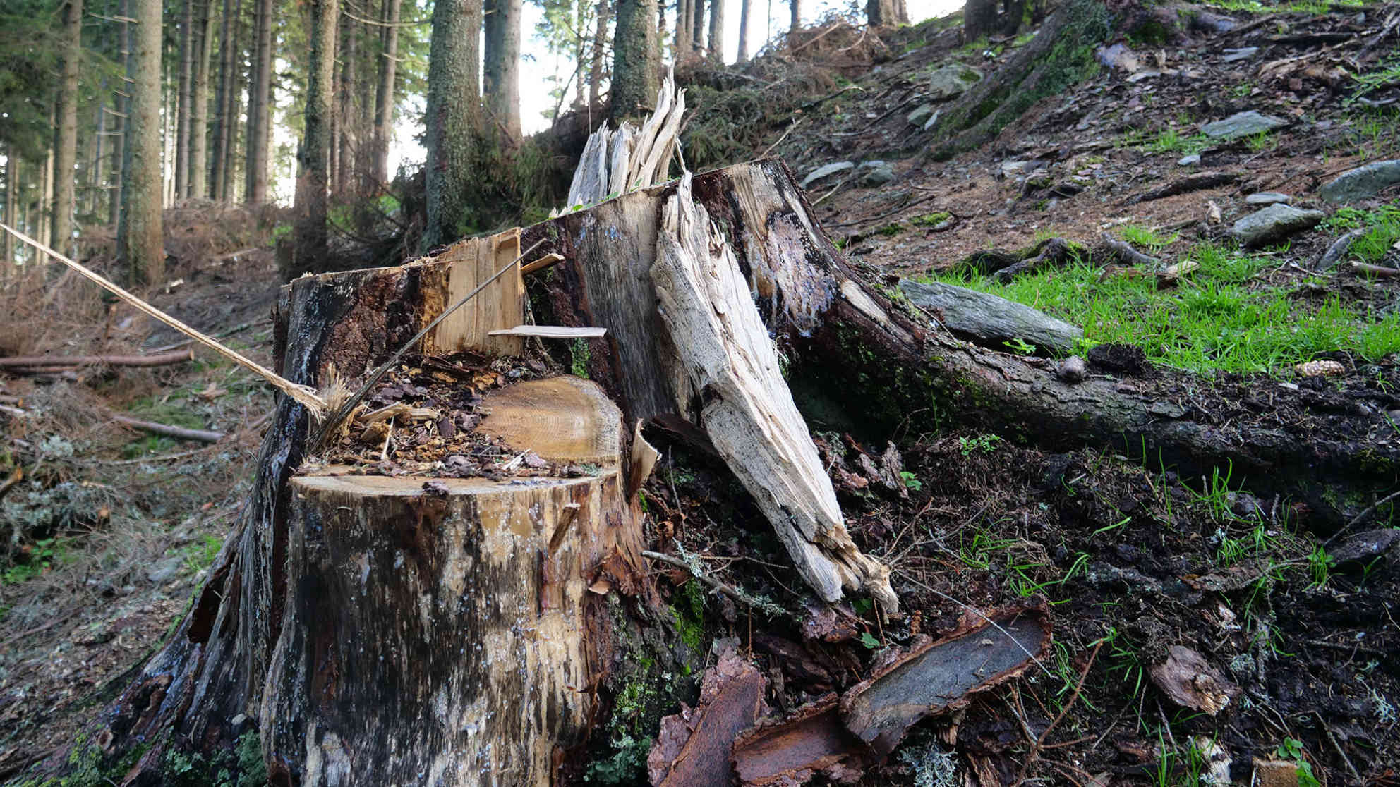An der Baumgrenze im Fagaras-Gebirge sind zahlreiche Bäume stümperhaft abgesägt worden. Foto: BR | Vera Gasber