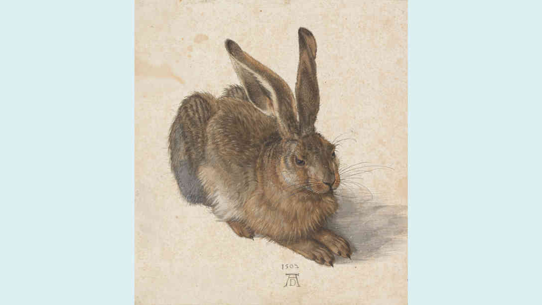 Albrecht Dürer: Feldhase, 1502. Aquarell und Deckfarben, Pinsel, mit Deckweiß erhöht © Albertina, Wien