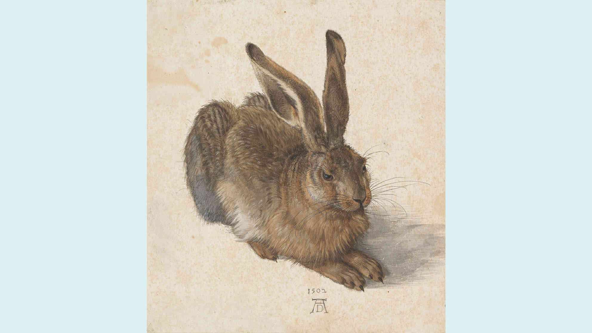 Albrecht Dürer: Feldhase, 1502. Aquarell und Deckfarben, Pinsel, mit Deckweiß erhöht © Albertina, Wien