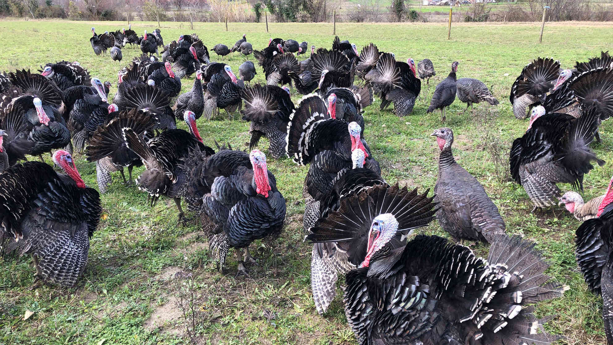 Truthahnbraten darf zu Neujahr auf der Festtagstafel in albanischen Haushalten nicht fehlen. Foto: BR | Astrit Ibro