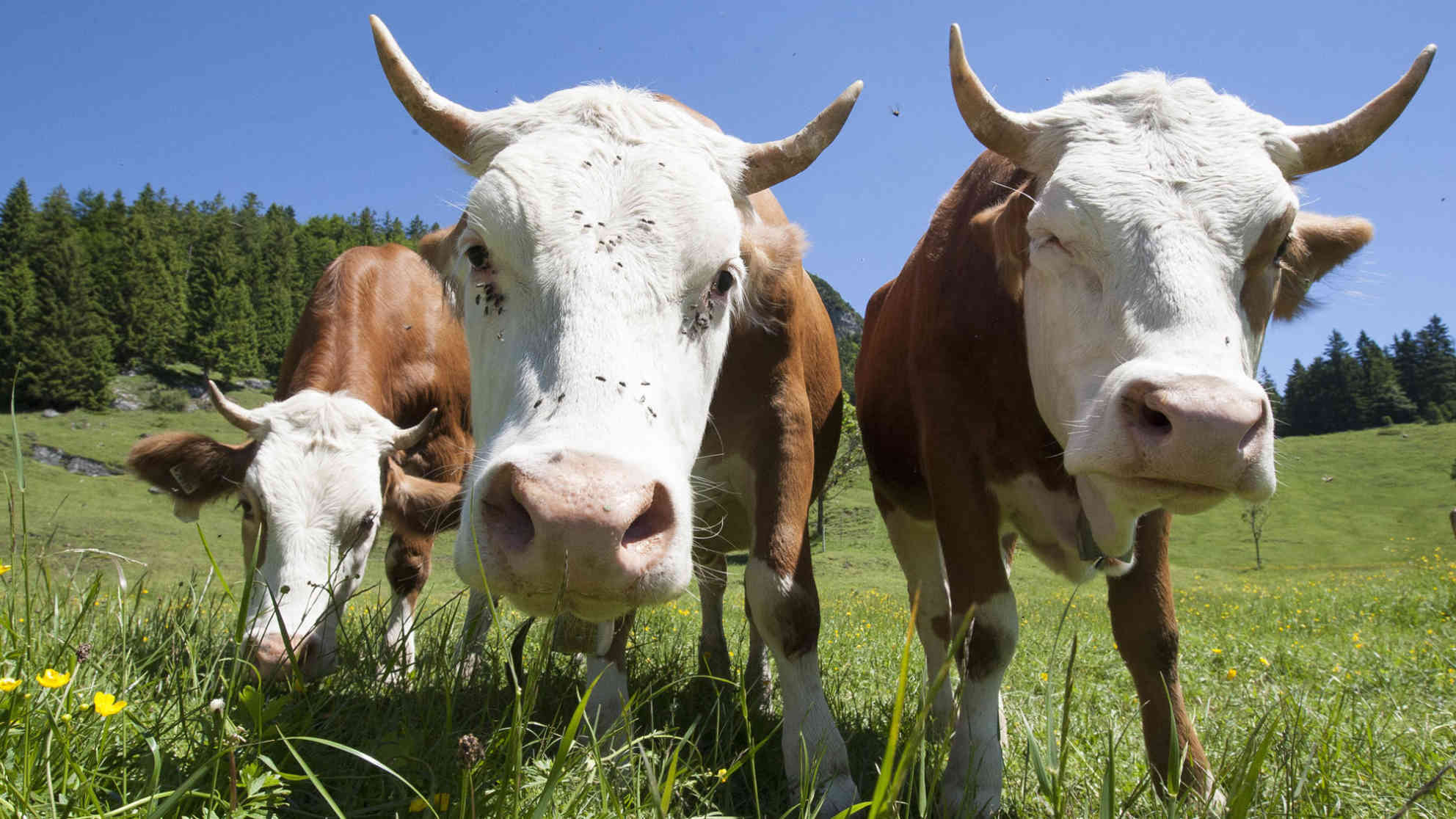 Kühe auf der Alm in Österreich. Foto: picture-alliance | APA | picturedesk.com