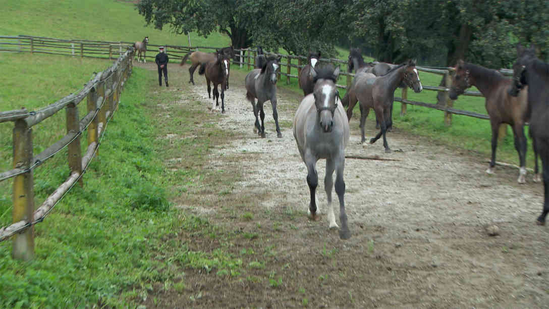 Ein erster Auslauf für die Fohlen nach der Trennung von Müttern. Videostandbild: BR | Daniel Dzyak