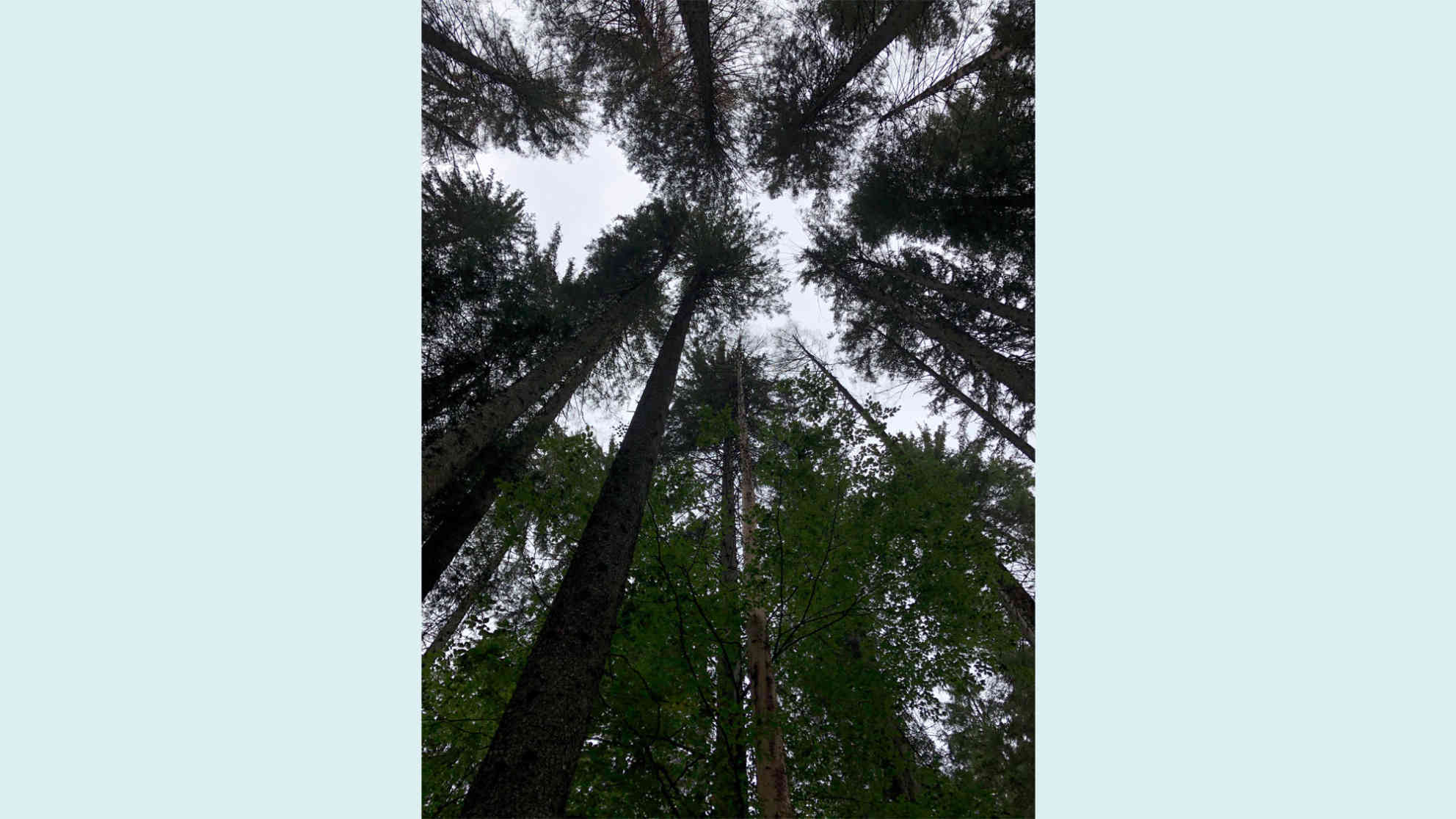 Im letzten Drittel ihres Alters werden Bäume erst besonders wertvoll für das Ökosystem, weil immer mehr Arten sich ansiedeln. Die Bäume im Urwald sind mehrere hundert Jahre alt. Foto: BR | Nadja Armbrust