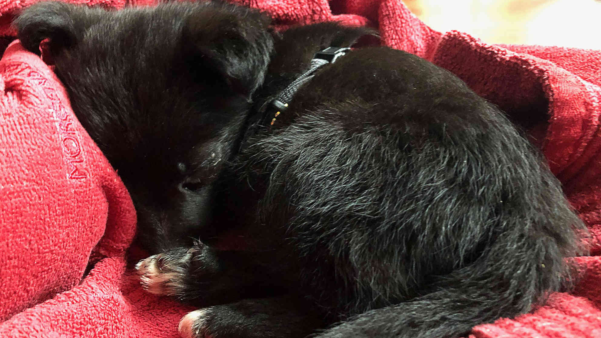 Foto eines Hundewelpen auf einer Internetverkaufsplattform Foto: ebay